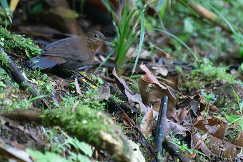 Tawny-throated Leaftosser (Sclerurus mexicanus)