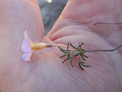 Oxalis burkei