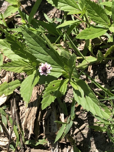 Lanceleaf fogfruit (Phyla lanceolata)