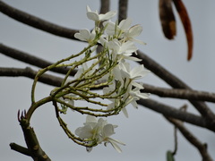 Plumeria obtusa