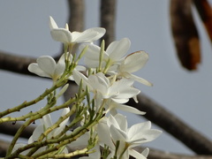 Plumeria obtusa