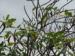Plumeria obtusa