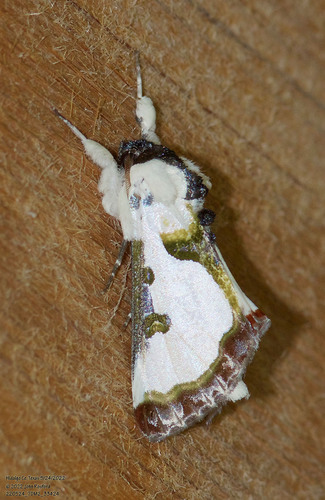 Wilson's Wood-nymph Moth photo 5