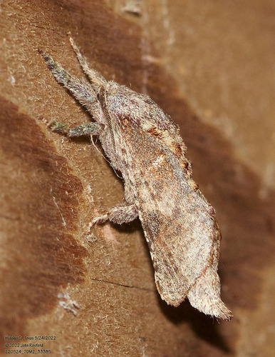 Arbela Carpenterworm Moth photo 5