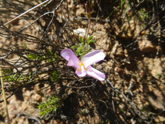 Oxalis ciliaris