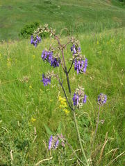 Salvia nutans