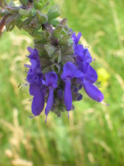 Salvia nutans
