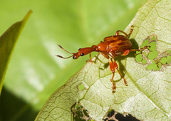 Apoderinae