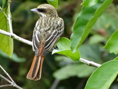 Streaked Flycatcher photo 3