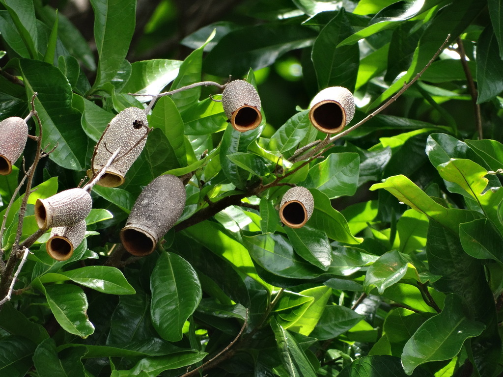 Couratari guianensis in January 2019 by Rebecca Hill · iNaturalist