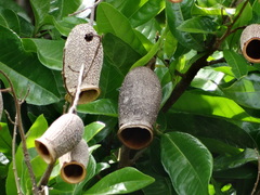 Couratari guianensis