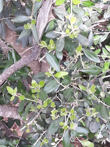 Olea europaea image