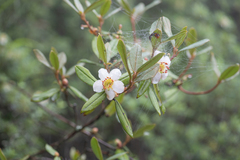 Rhododendron camelliiflorum, photograph Morten Ross, CC BY, iNaturalist via GBIF