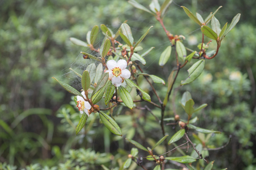 Rhododendron camelliiflorum, photograph 6
