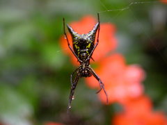 Micrathena pichincha