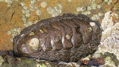 Enoplochiton niger image