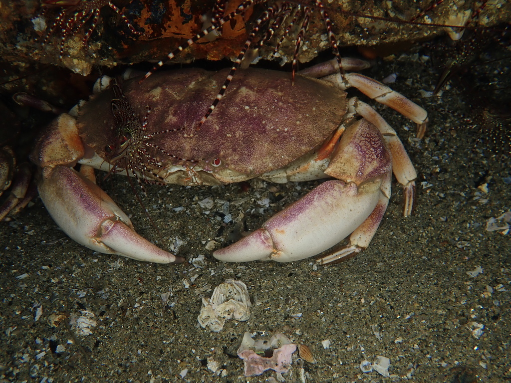Cancer porteri