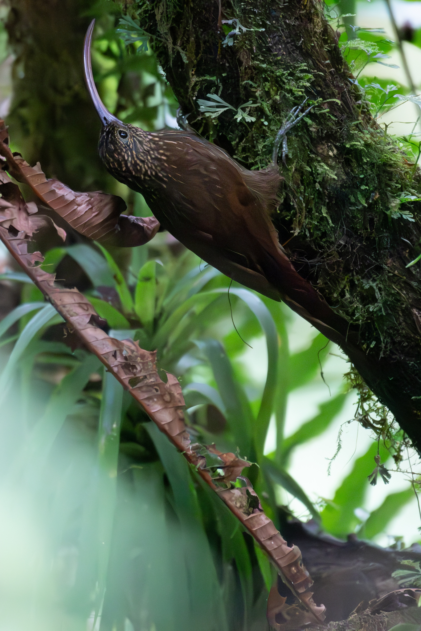 Brown-billed Scythebill (Campylorhamphus pusillus), photo 9