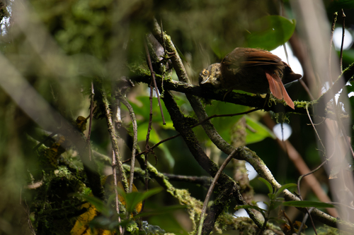 Scaly-throated Foliage-gleaner (Anabacerthia variegaticeps), photo 7