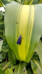 Cyana tettigonioides