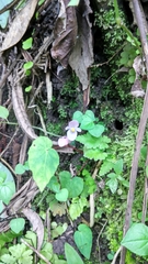 Begonia tenuifolia