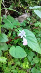 Begonia tenuifolia