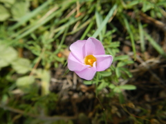Oxalis ciliaris