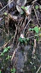 Begonia tenuifolia