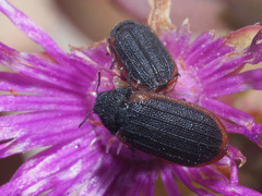 Melyris rufomarginata