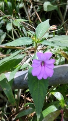 Impatiens platypetala