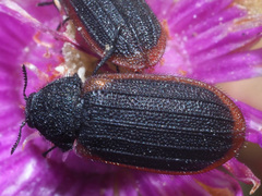 Melyris rufomarginata
