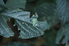 Celaenorrhinini