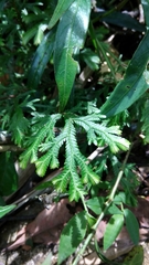 Selaginella intermedia