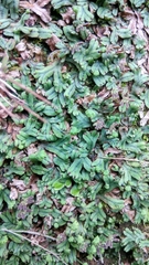 Marchantia treubii