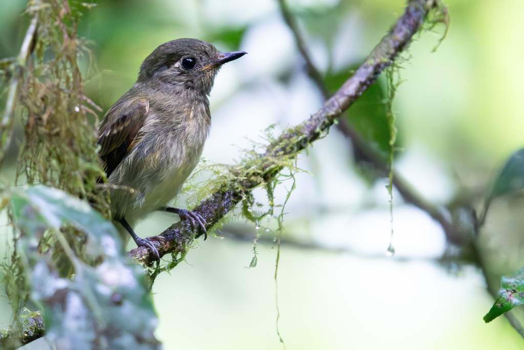 Olive-Striped Flycatcher