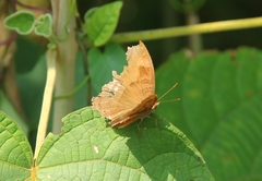 Junonia iphita iphita