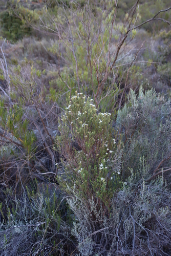 Image of Agathosma recurvifolia by (c) Tony Rebelo, some rights reserved (CC BY-SA)