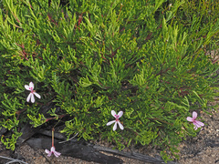 Pelargonium laevigatum