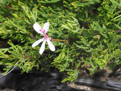 Pelargonium laevigatum