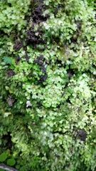 Cyathodium foetidissimum