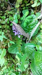 Scutellaria discolor