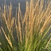 Feather Reed Grass - Photo (c) chelseaandoh, some rights reserved (CC BY-NC)