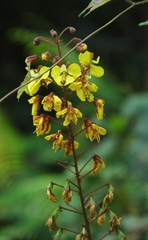 Hultholia mimosoides