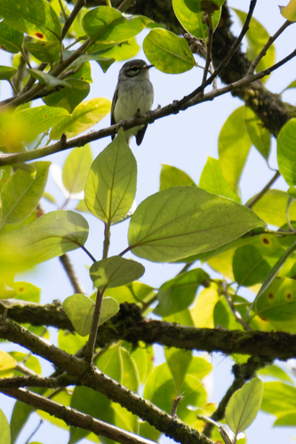 Rufous-browed Tyrannulet (Phylloscartes superciliaris), photo 7
