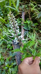 Orthosiphon aristatus