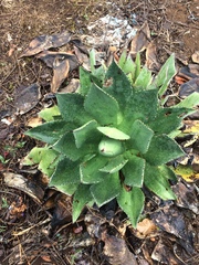 Agave chiapensis