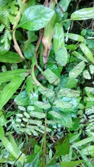 Adiantum philippense