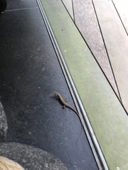 Trachylepis adamastor