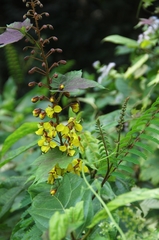 Hultholia mimosoides