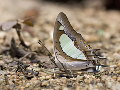 Polyura agraria